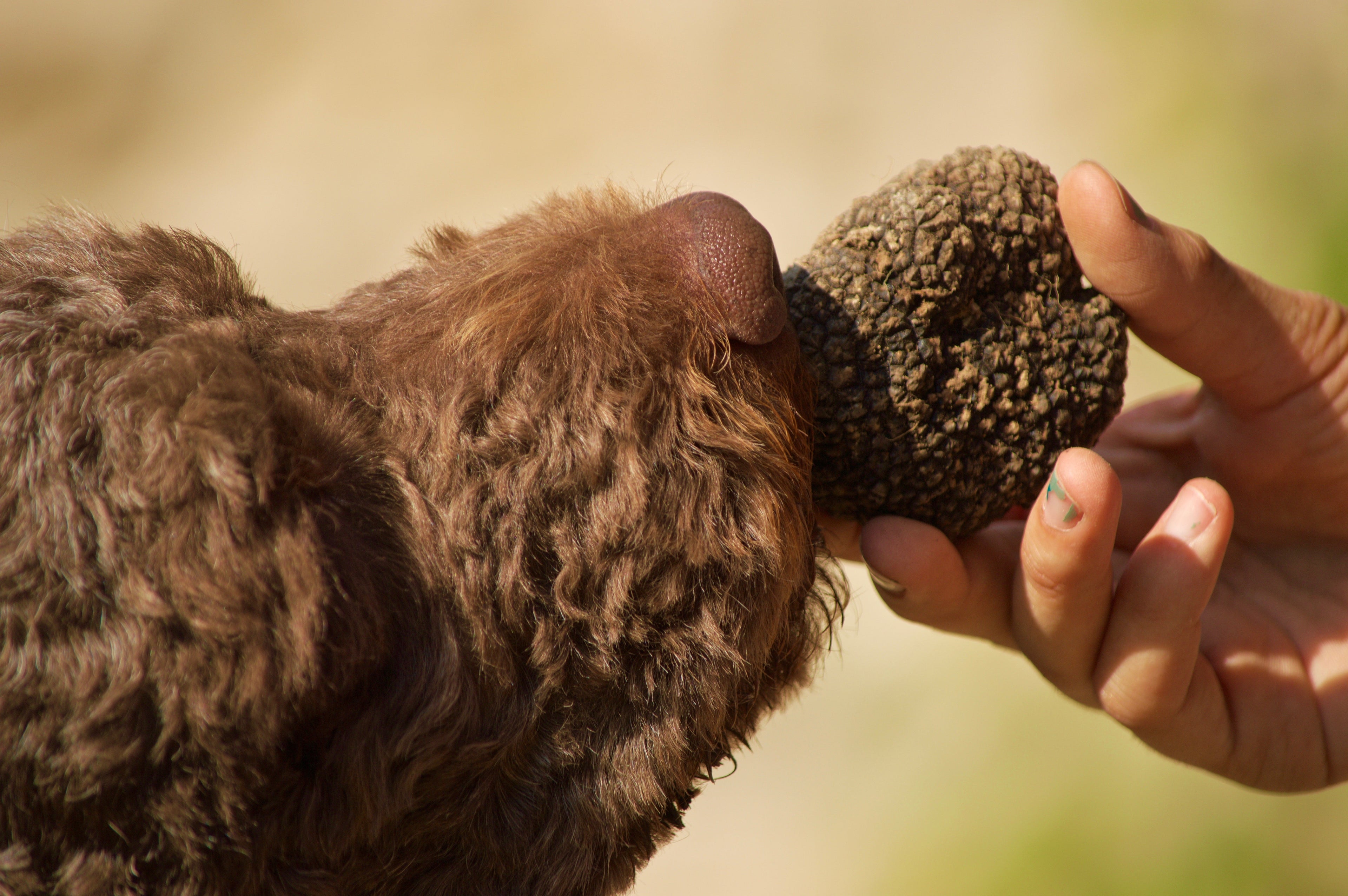 L'Histoire de la truffe