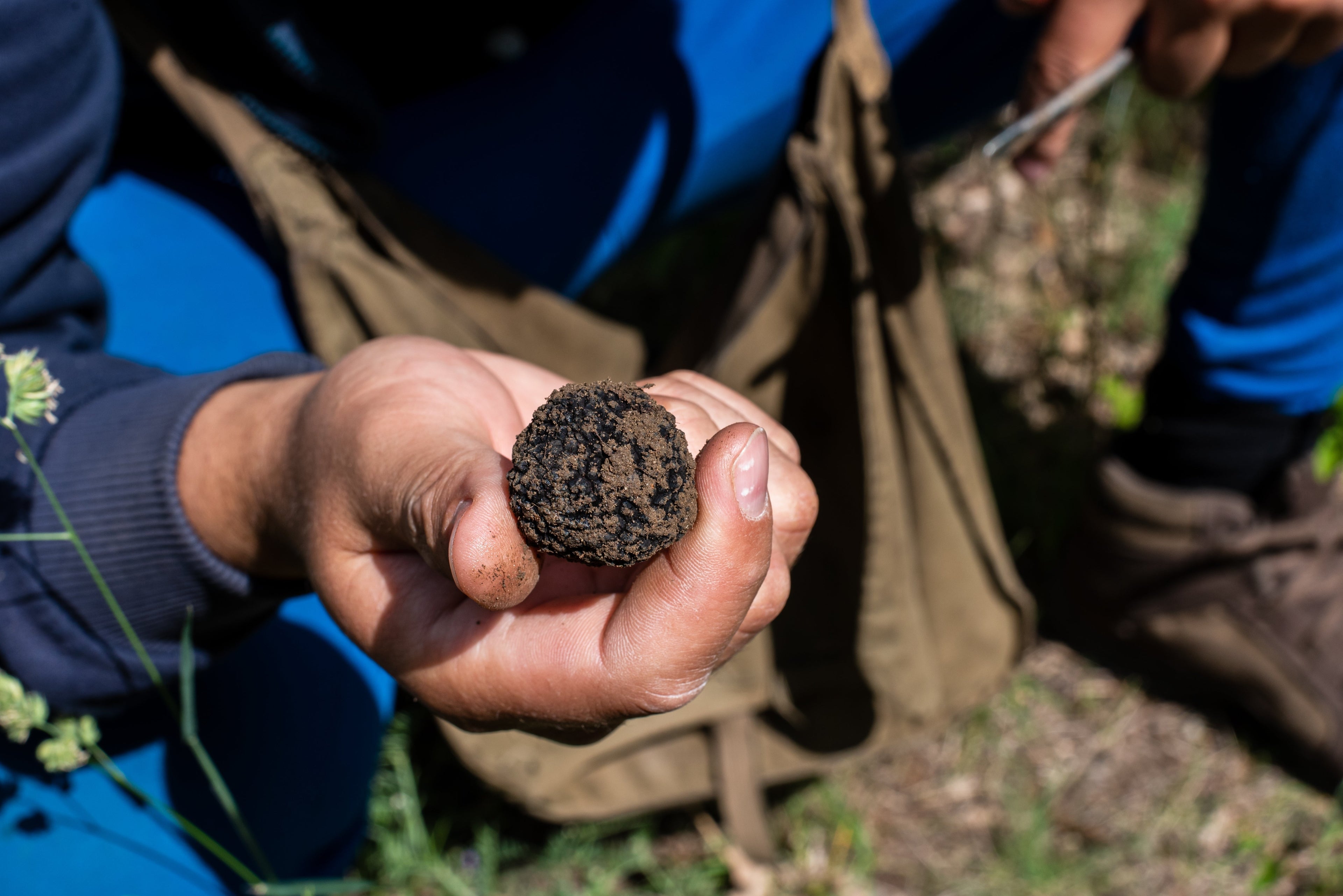 Comment conserver la truffe ?